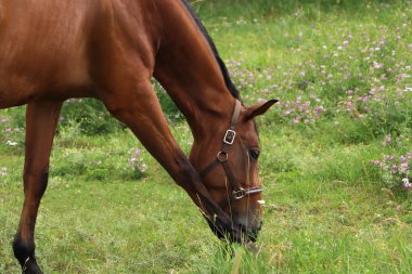 Beautiful horse grazing on green grass outdoors