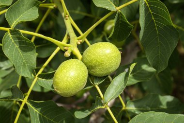 Green unripe walnuts on tree branch outdoors, closeup