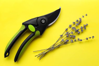 Açık sarı zemin üzerinde güzel lavanta, düz yatıyordu.