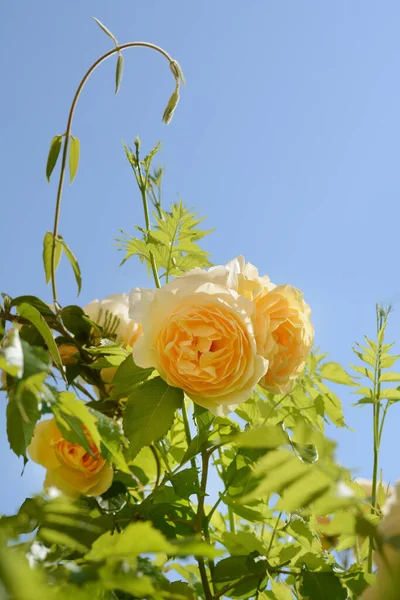 Beautiful Yellow Rose Flowers Blooming Blue Sky — Φωτογραφία Αρχείου