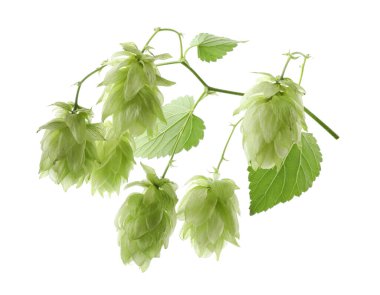 Branch of fresh green hops on white background