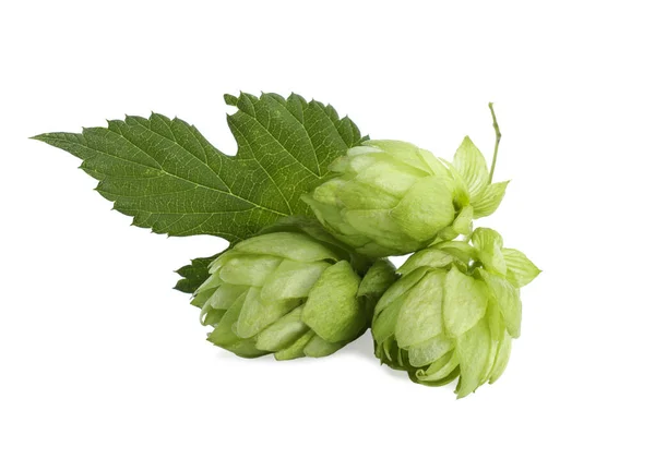 Fresh hop flowers with leaf on white background