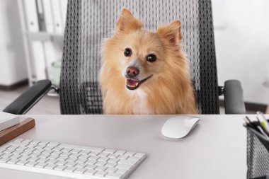 Cute Pomeranian spitz dog at table in office