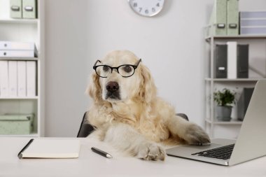 Cute retriever wearing glasses at table in office. Working atmosphere