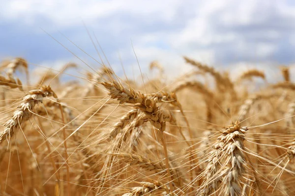 Espigas Trigo Maduro Campo Agrícola Primer Plano —  Fotos de Stock