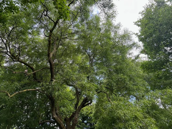 Beautiful Tree Green Leaves Cloudy Sky Low Angle View — Stock fotografie