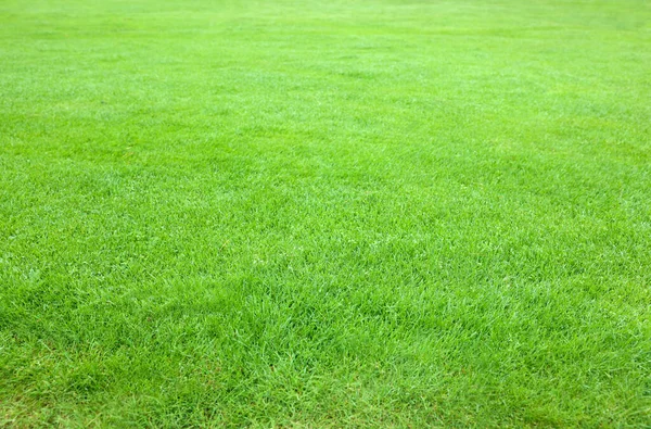 Beautiful Freshly Cut Green Lawn Background — 스톡 사진