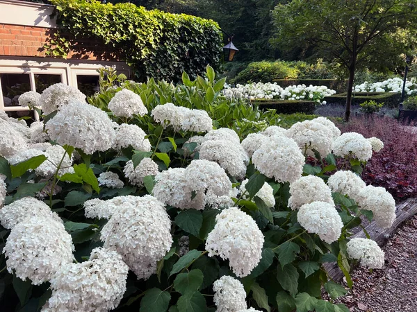 Blooming Hortensia Shrubs Beautiful White Flowers House Outdoors — Stock Photo, Image