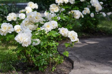 Bushes with beautiful roses in garden on sunny day