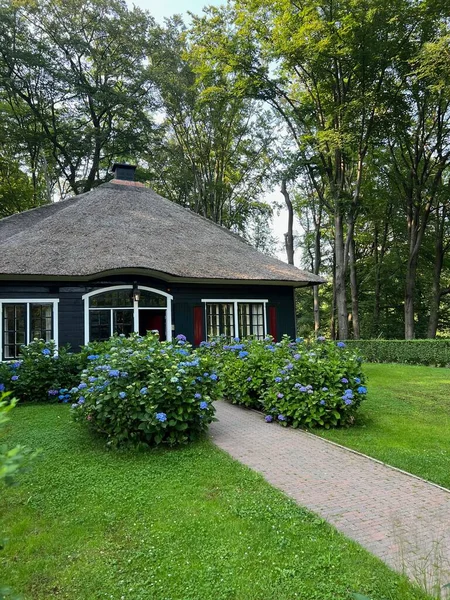 Beautiful Cottage Blooming Hortensia Shrubs Outdoors — Φωτογραφία Αρχείου