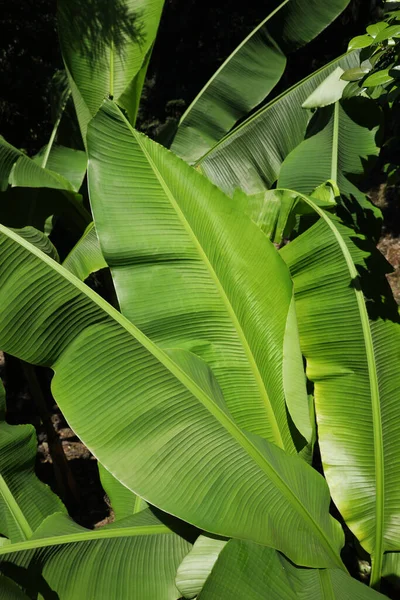 Beautiful Tropical Plant Green Leaves Outdoors — Stock fotografie