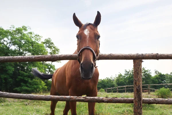 Beautiful Horse Paddock Fence Outdoors — Fotografia de Stock