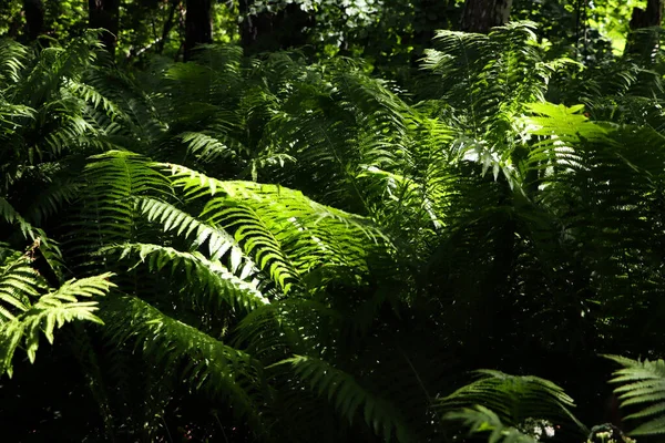 Beautiful Fern Lush Green Leaves Growing Outdoors — Foto Stock