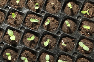 Seedling tepsisi ve taze sebze filizleri.