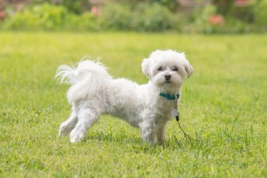 Küçük şirin Maltese köpeği yeşil çimlerde yürüyor.