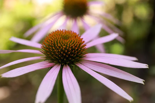 Mooie Roze Echinacea Bloem Wazige Achtergrond Close — Stockfoto