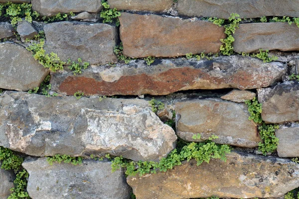 Textura Starých Kamenů Rostlinami Pozadí Detailní Záběr — Stock fotografie
