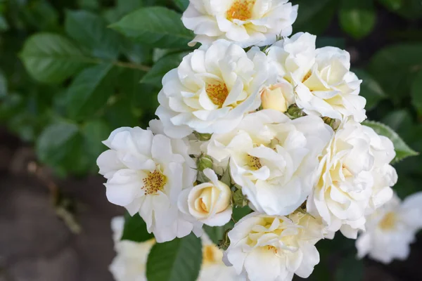 Vackra Vita Ros Blommor Blommar Utomhus Närbild — Stockfoto