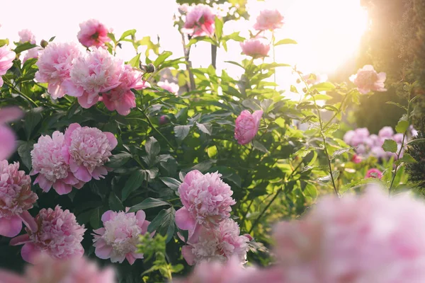 Blooming Peony Plant Beautiful Pink Flowers Outdoors — Stock Fotó