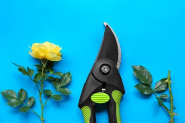 Secateur ve güzel sarı gül açık mavi arkaplanda, düz yatıyordu.