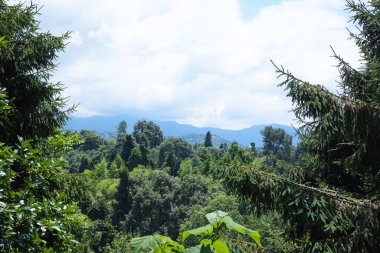 Güneşli bir günde ağaçlarla kaplı ormanın resimli görüntüsü.