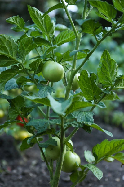 Färska Unga Tomatplantor Som Växer Utomhus Trädgårdssäsong — Stockfoto