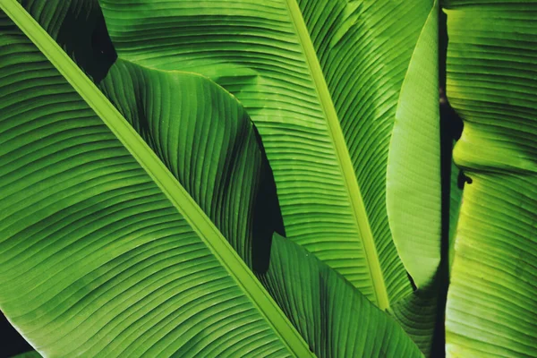 Красиве Зелене Тропічне Листя Відкритому Повітрі Сонячний День Крупним Планом — стокове фото