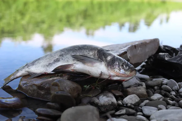 Мертвая Рыба Камне Возле Реки Загрязнение Окружающей Среды — стоковое фото