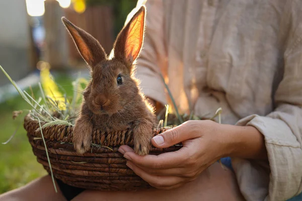 귀여운 토끼를 데리고 클로즈업 — 스톡 사진