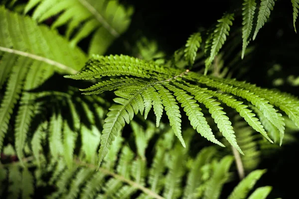 Beautiful Fern Lush Green Leaves Growing Outdoors Closeup — стоковое фото