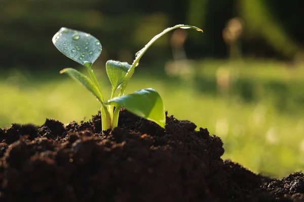 Unga Trädplantor Som Växer Bördig Jord Utomhus Utrymme För Text — Stockfoto