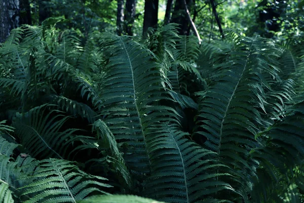 Beautiful Fern Lush Green Leaves Growing Outdoors — Foto Stock