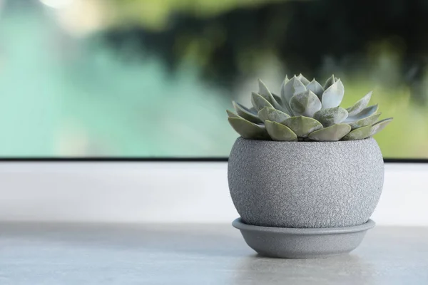 Bonita Planta Sala Vaso Peitoril Janela Pedra Cinza Claro Espaço — Fotografia de Stock