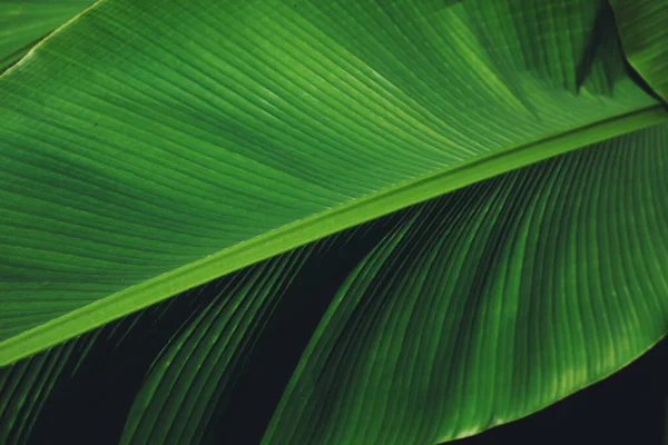 Красивий Зелений Тропічний Лист Відкритому Повітрі Сонячний День Крупним Планом — стокове фото