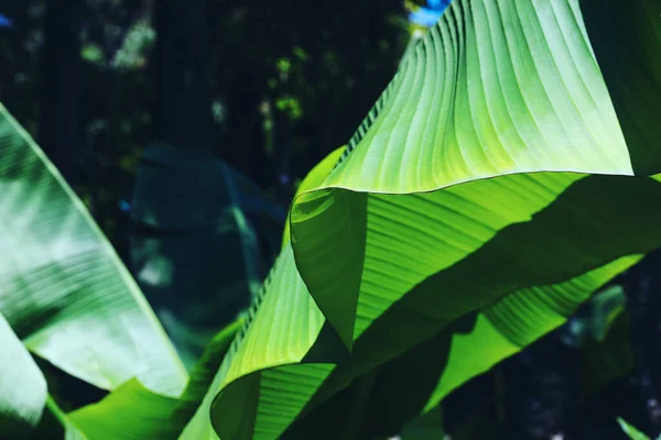Красива Тропічна Рослина Зеленим Листям Відкритому Повітрі Сонячний День Впритул — стокове фото