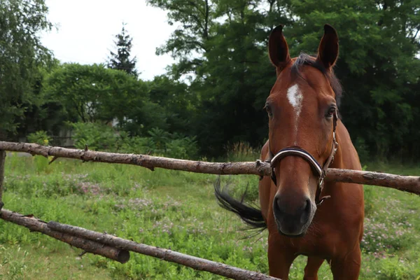 Beautiful Horse Paddock Fence Outdoors — Zdjęcie stockowe