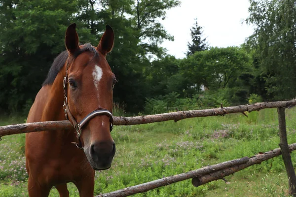 Prachtig Paard Paddock Buurt Van Hek Buiten — Stockfoto