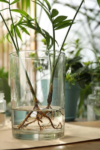 Exotic House Plant Water Wood Table Closeup — Stok Foto