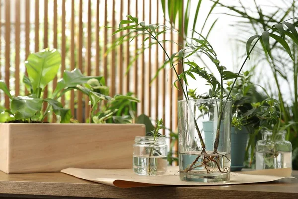 Plantes Exotiques Maison Dans Eau Sur Table Bois Espace Pour — Photo