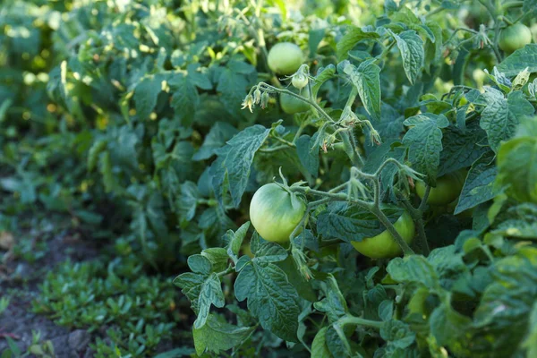 Vacker Grön Tomat Växt Som Växer Trädgården Utrymme För Text — Stockfoto
