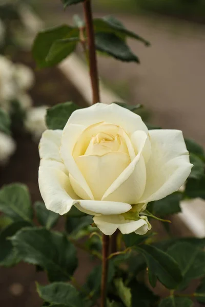 Closeup View Beautiful Blooming Rose Bush Outdoors — Stockfoto