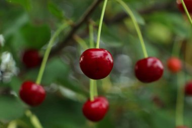 Olgun kırmızı böğürtlenli kiraz ağacının yakın görüntüsü.