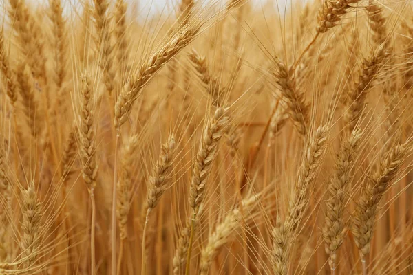 Beautiful Ripe Wheat Spikes Agricultural Field — ストック写真