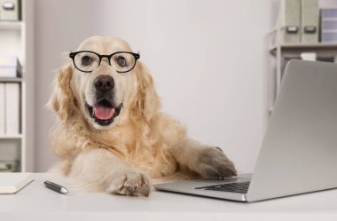 Cute retriever wearing glasses at table in office. Working atmosphere