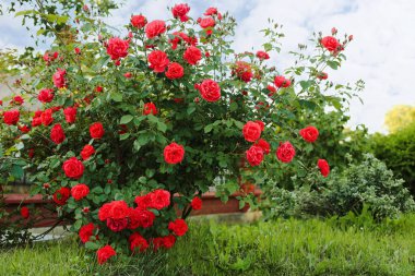 Beautiful blooming red rose bush in garden