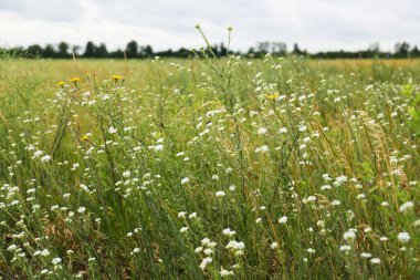Many beautiful white wildflowers growing in field