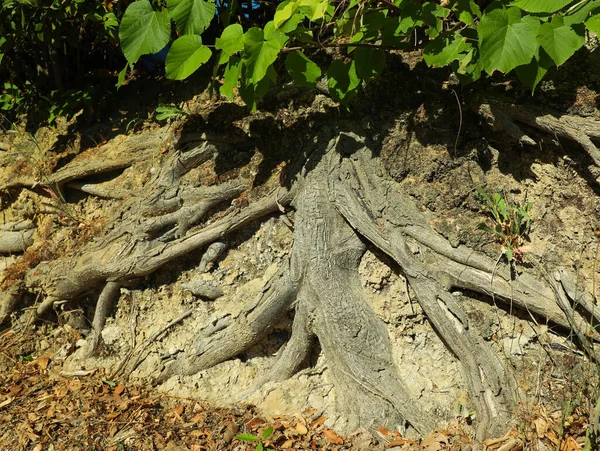 Tree Roots Visible Ground Sunny Day — Stock Photo, Image