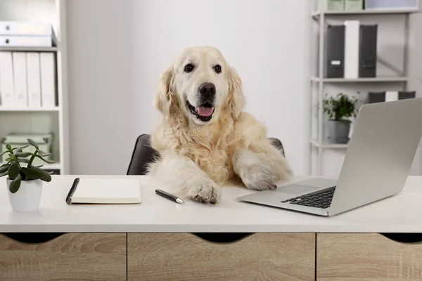 Söt Retriever Sitter Vid Bordet Nära Laptop Kontoret Arbetsmiljö — Stockfoto