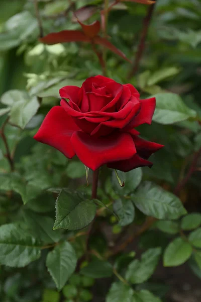 Beautiful Blooming Red Rose Outdoors Closeup View — 图库照片