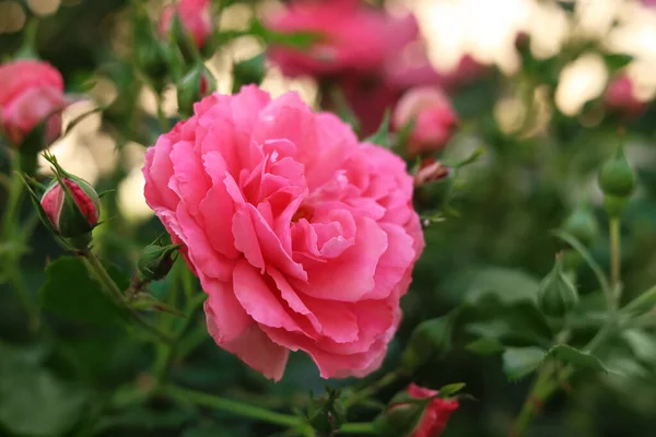 Closeup View Beautiful Blooming Rose Bush Outdoors Summer Day — 图库照片